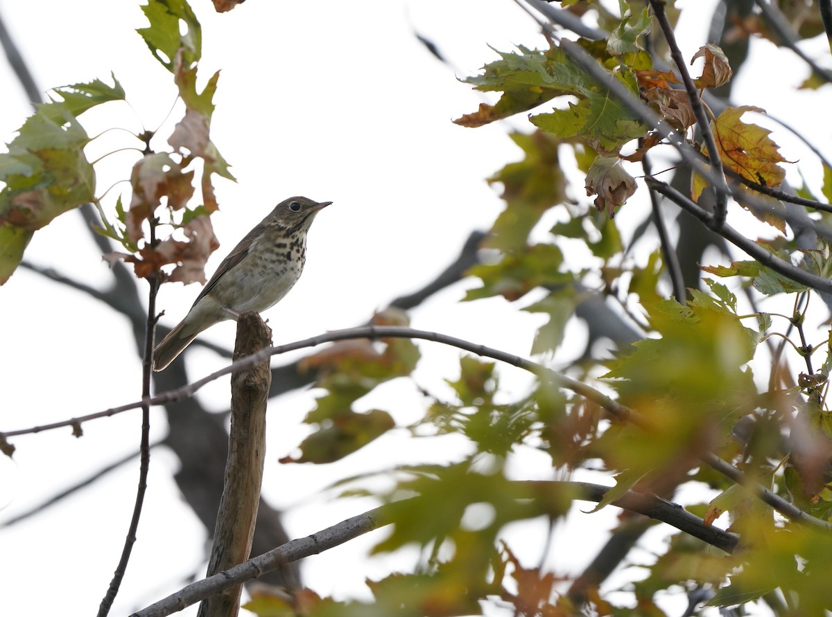 eBird Checklist 5 Nov 2023 Wood Dale Reservoir 20 species
