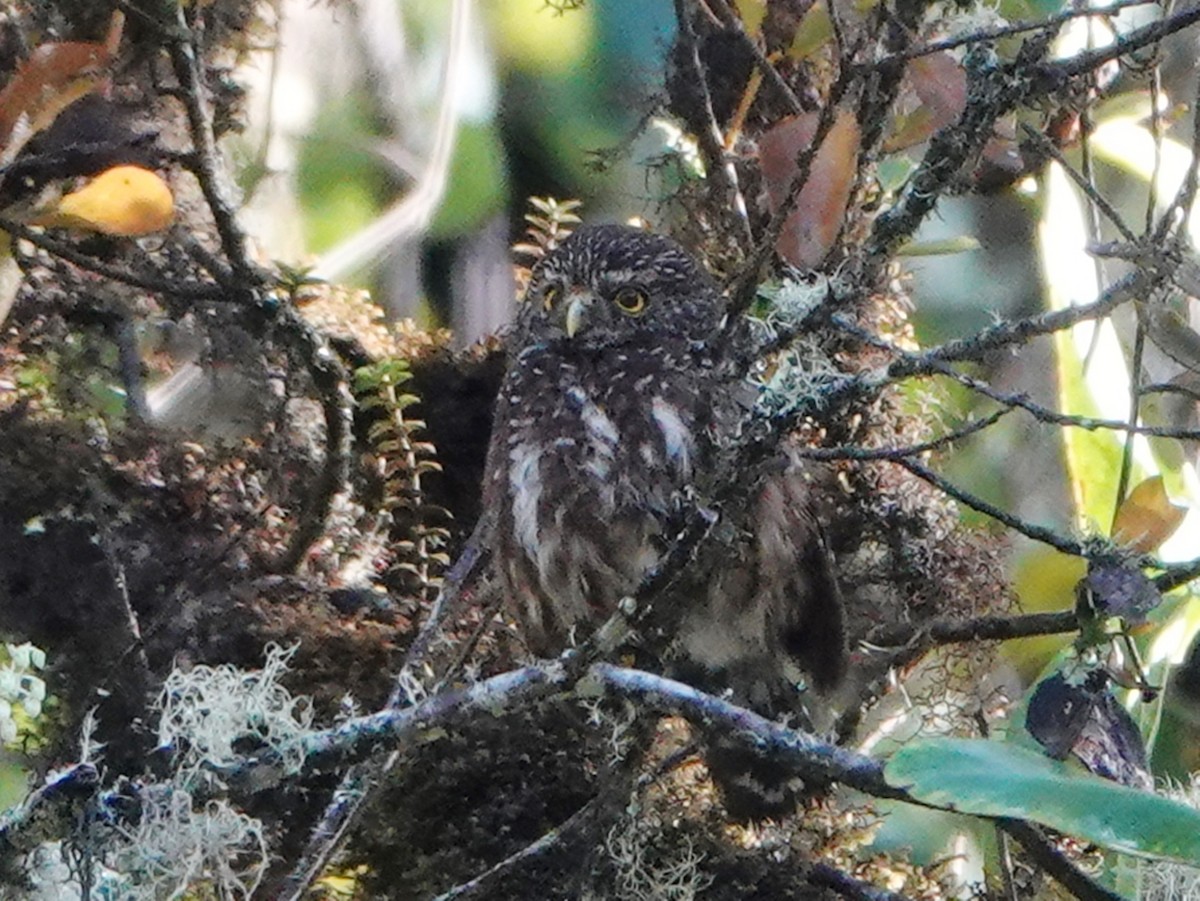 Yungas Pygmy-Owl - ML610794070