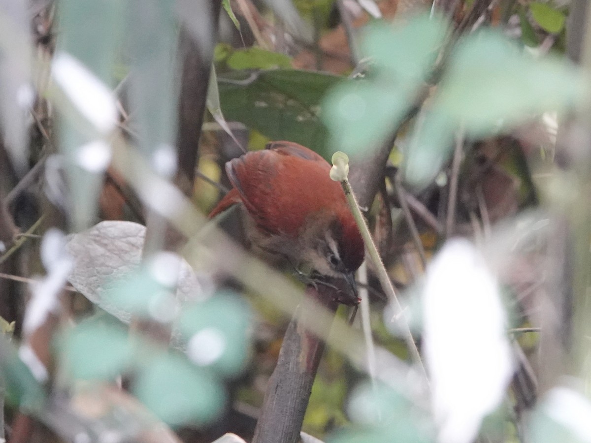 Marcapata Spinetail (Rufous-crowned) - ML610794078
