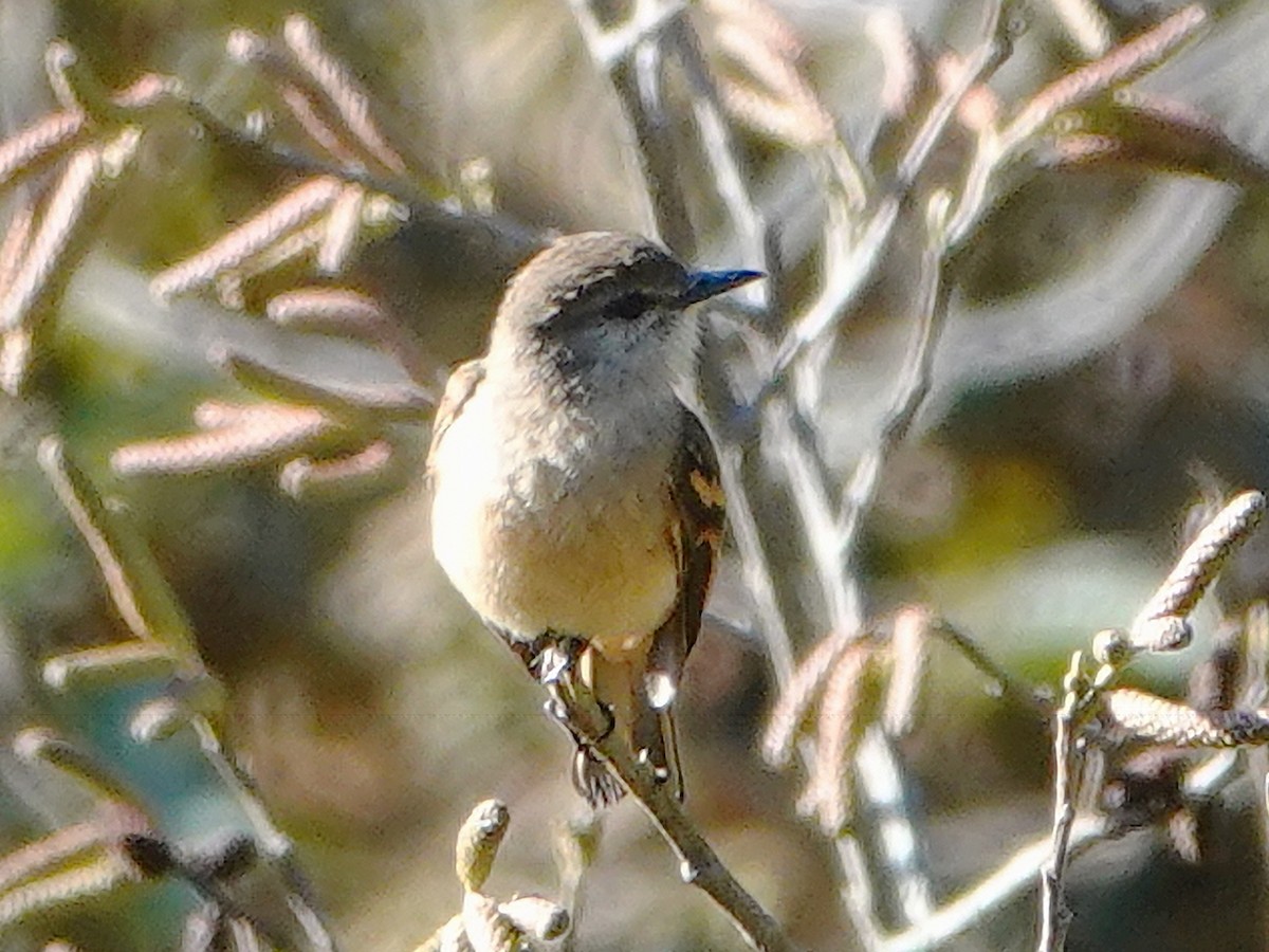 Rufous-bellied Bush-Tyrant - Barry Reed