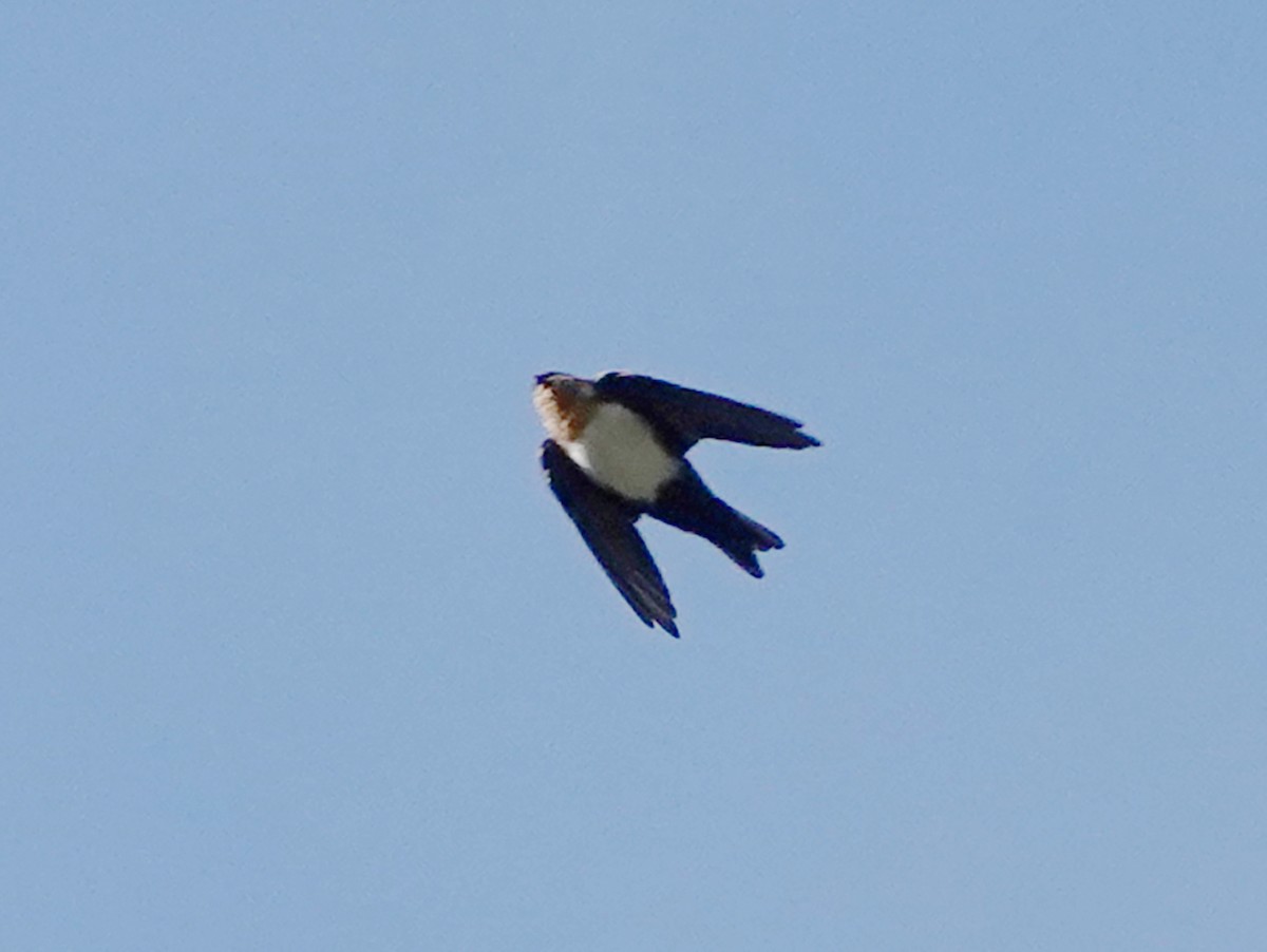 Pale-footed Swallow - ML610794104