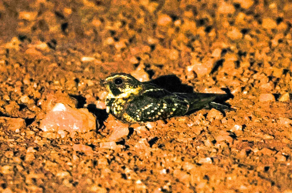 Spot-tailed Nightjar - ML610794186