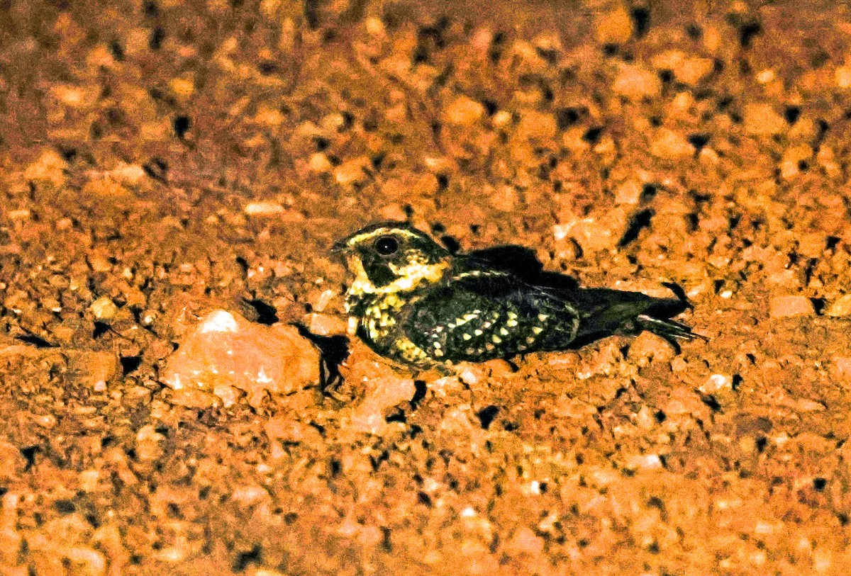 Spot-tailed Nightjar - ML610794187