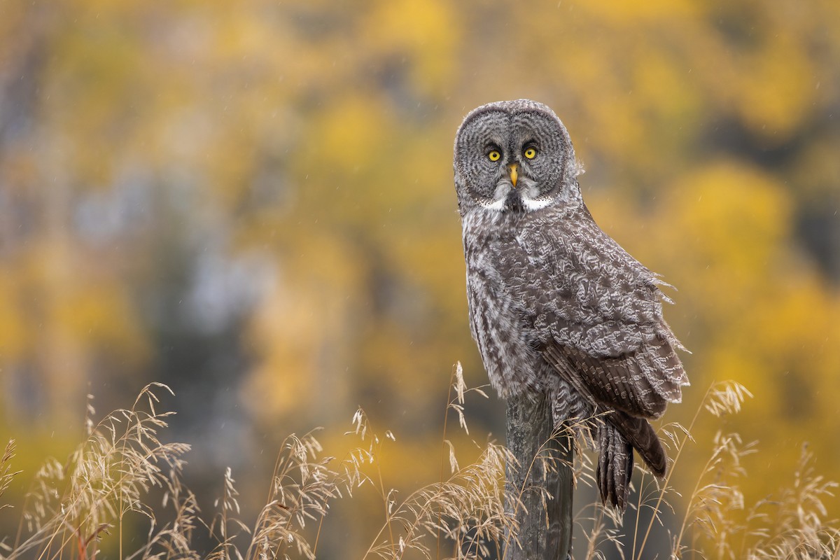 Great Gray Owl - Rain Saulnier