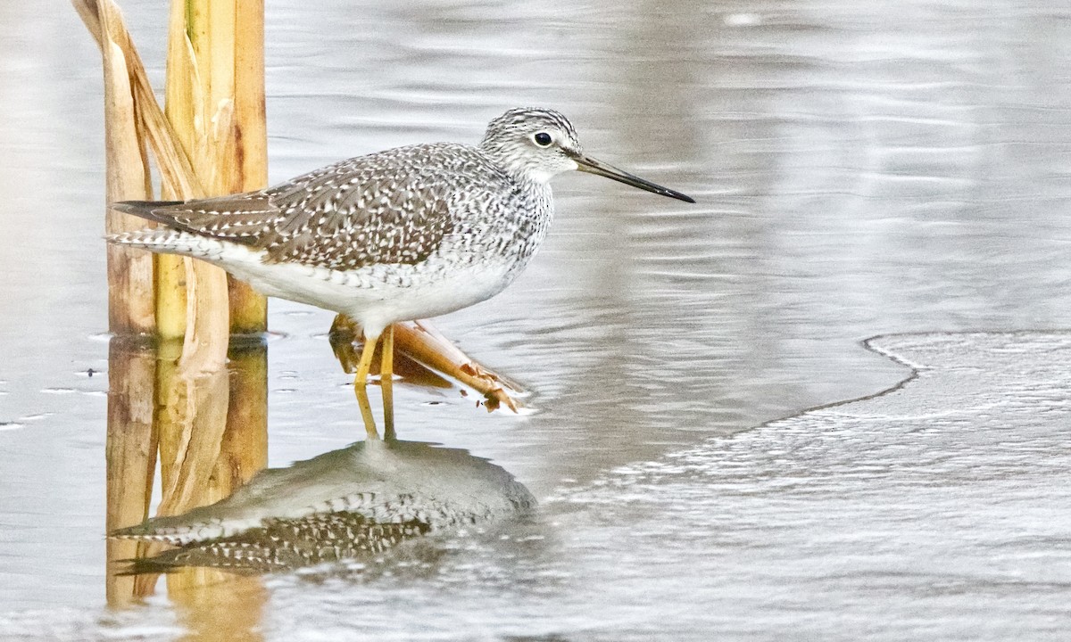 eBird Canada Checklist - 5 Nov 2023 - Roper Park & Natural Area - 11 ...