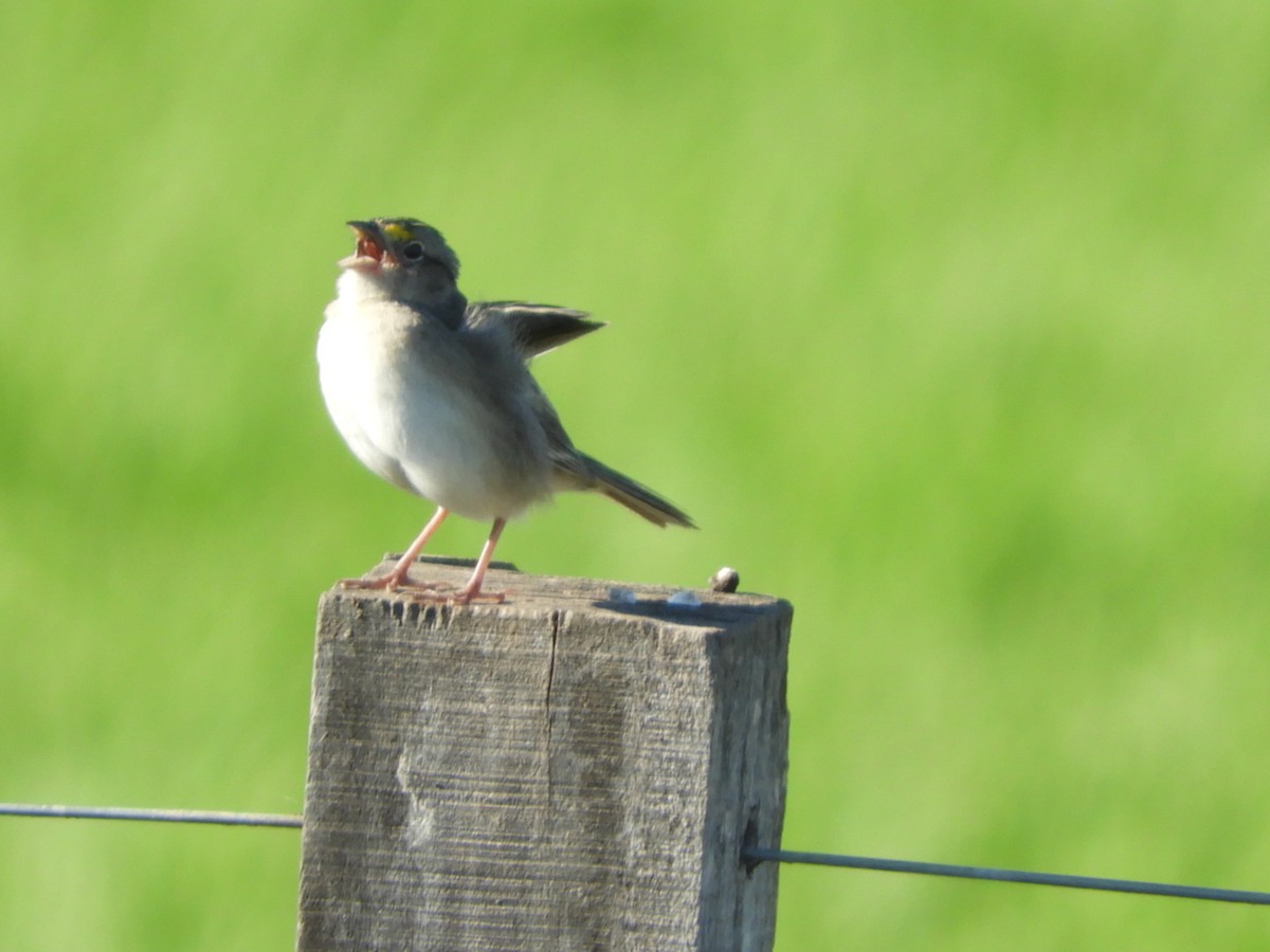 Grassland Sparrow - ML610794563