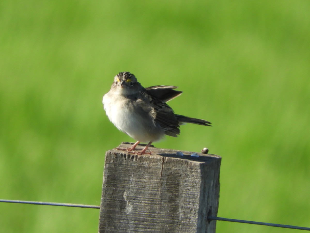 Grassland Sparrow - ML610794564