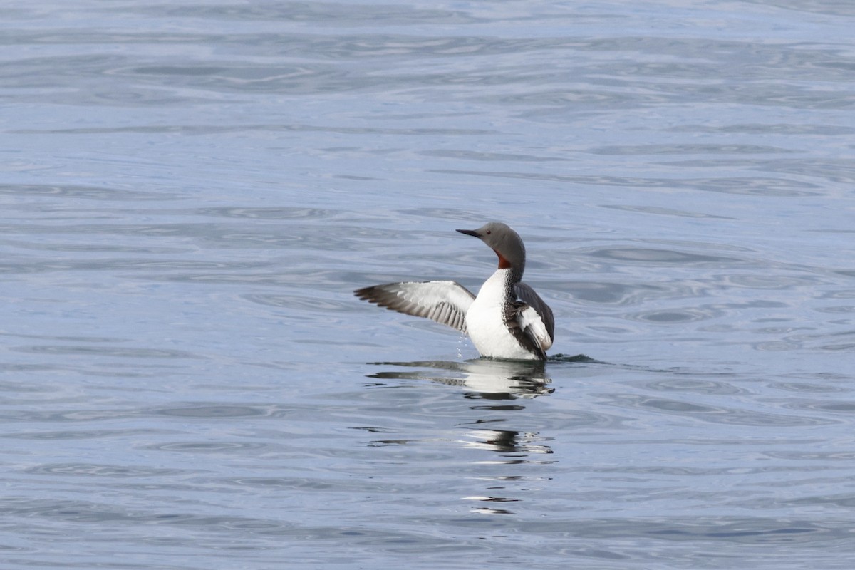 Red-throated Loon - ML610794827