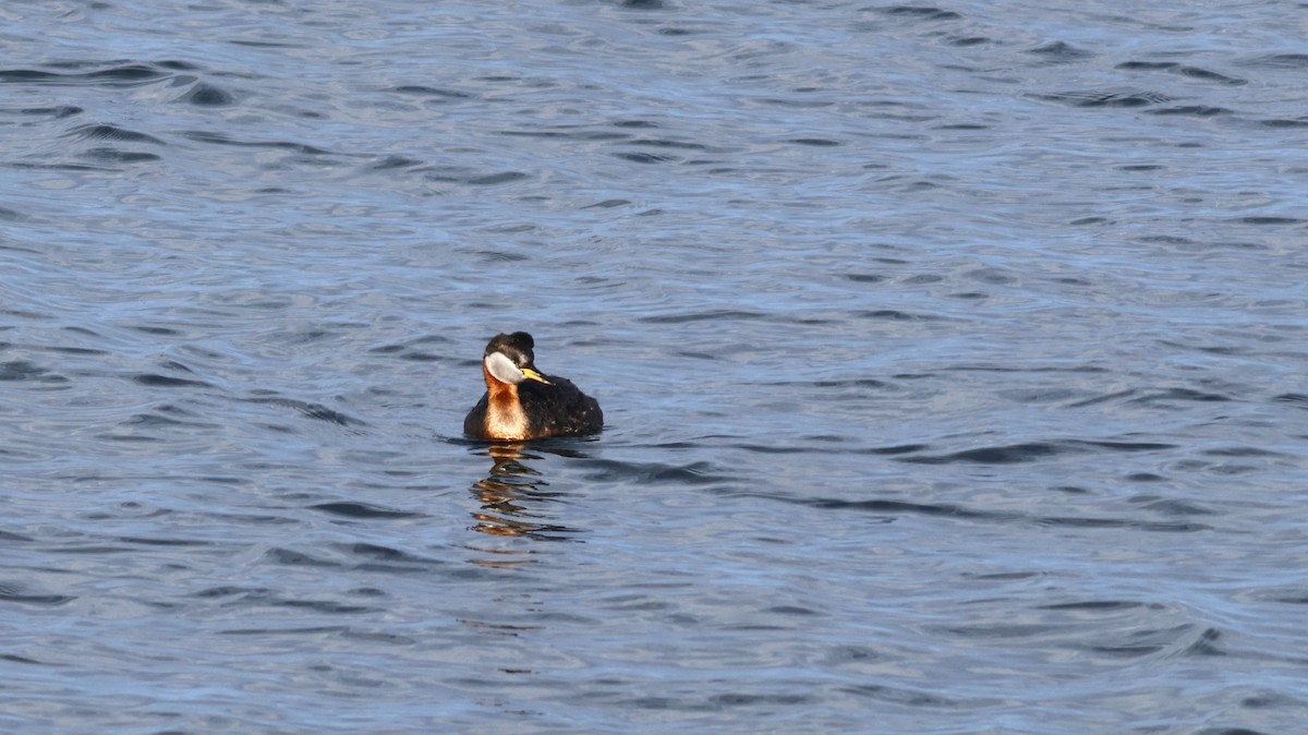 Red-necked Grebe - ML610794854