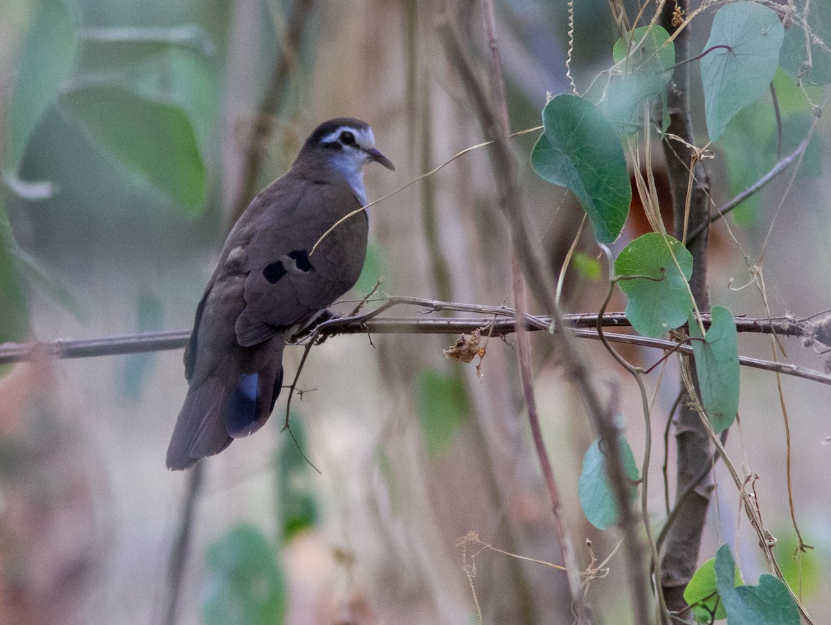 Tambourine Dove - ML610795018