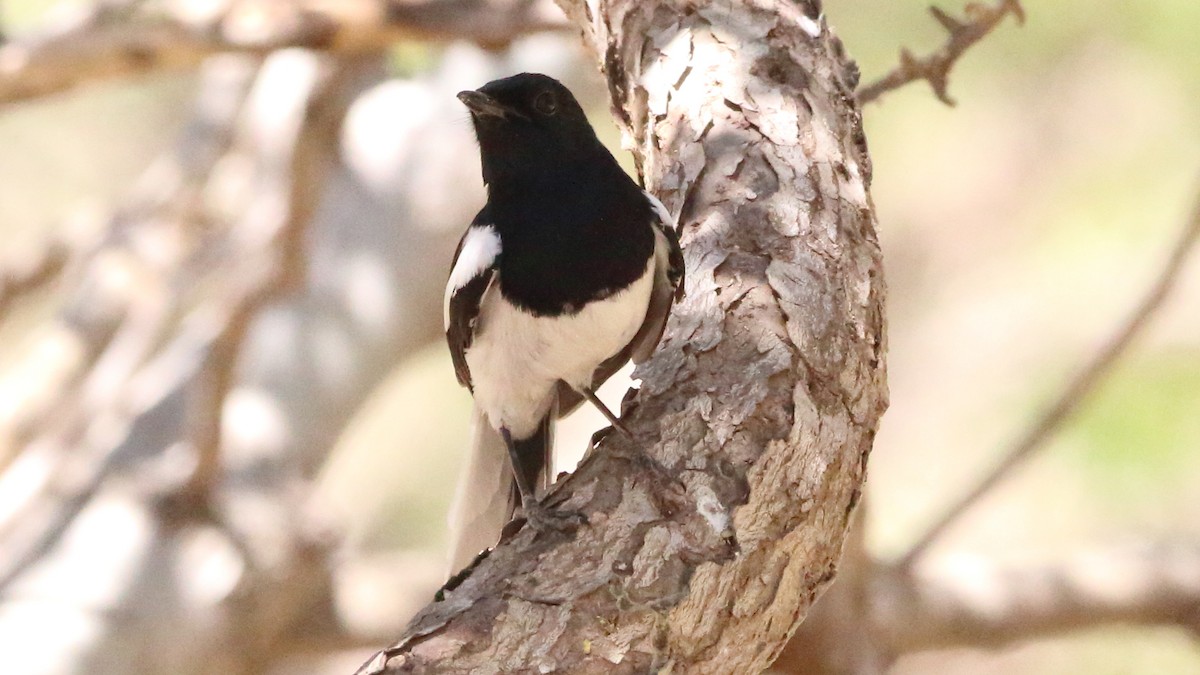 Madagascar Magpie-Robin (White-winged) - Rick Folkening