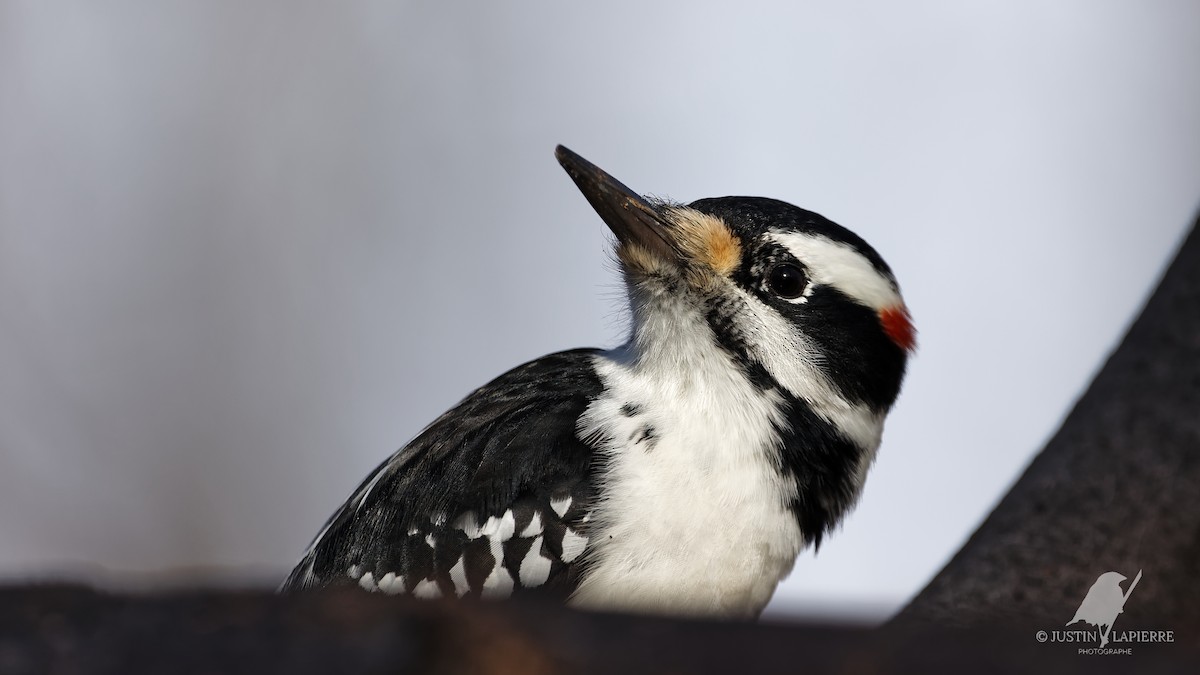 eBird Checklist 5 Nov 2023 RN de PointeYamachiche 19 species
