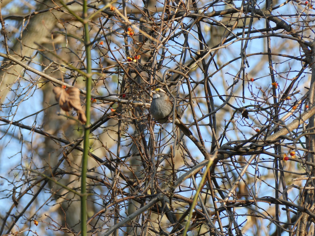 White-throated Sparrow - ML610795944