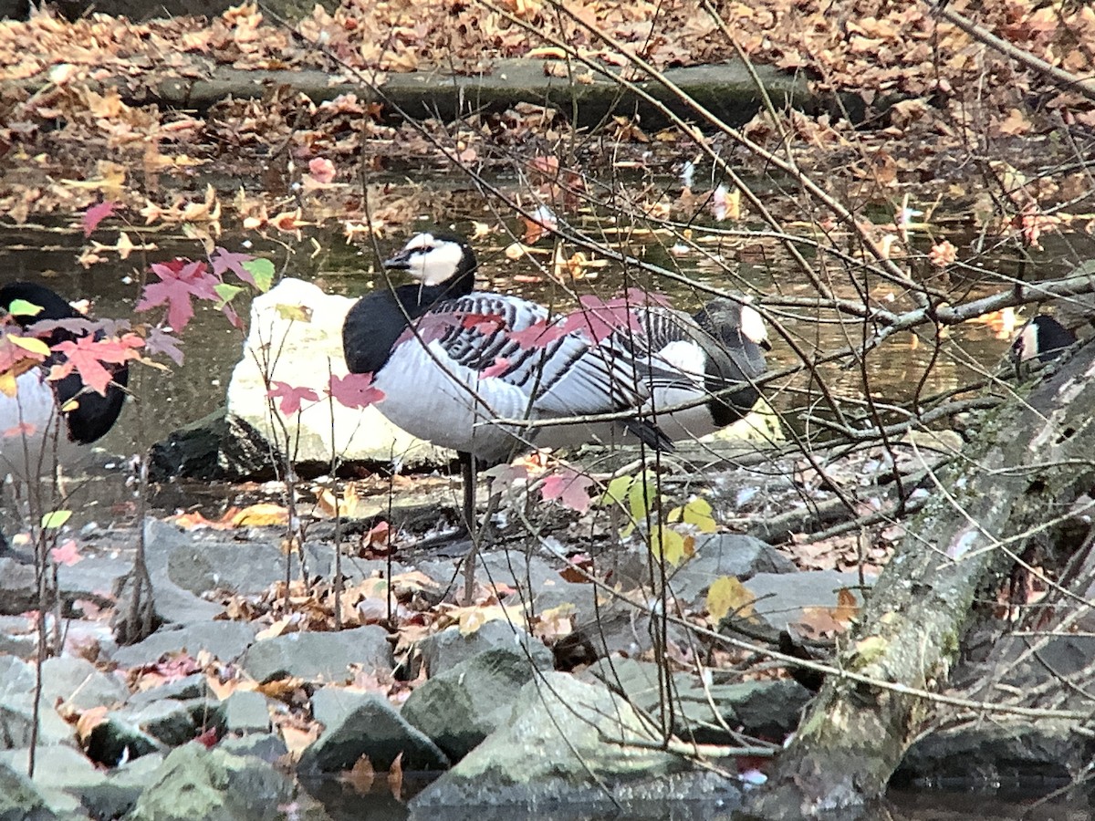 eBird Checklist - 5 Nov 2023 - Bronx Zoo, New York US-NY (40.8531,-73.