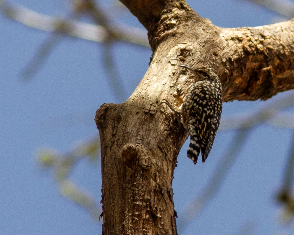 African Spotted Creeper - ML610796127