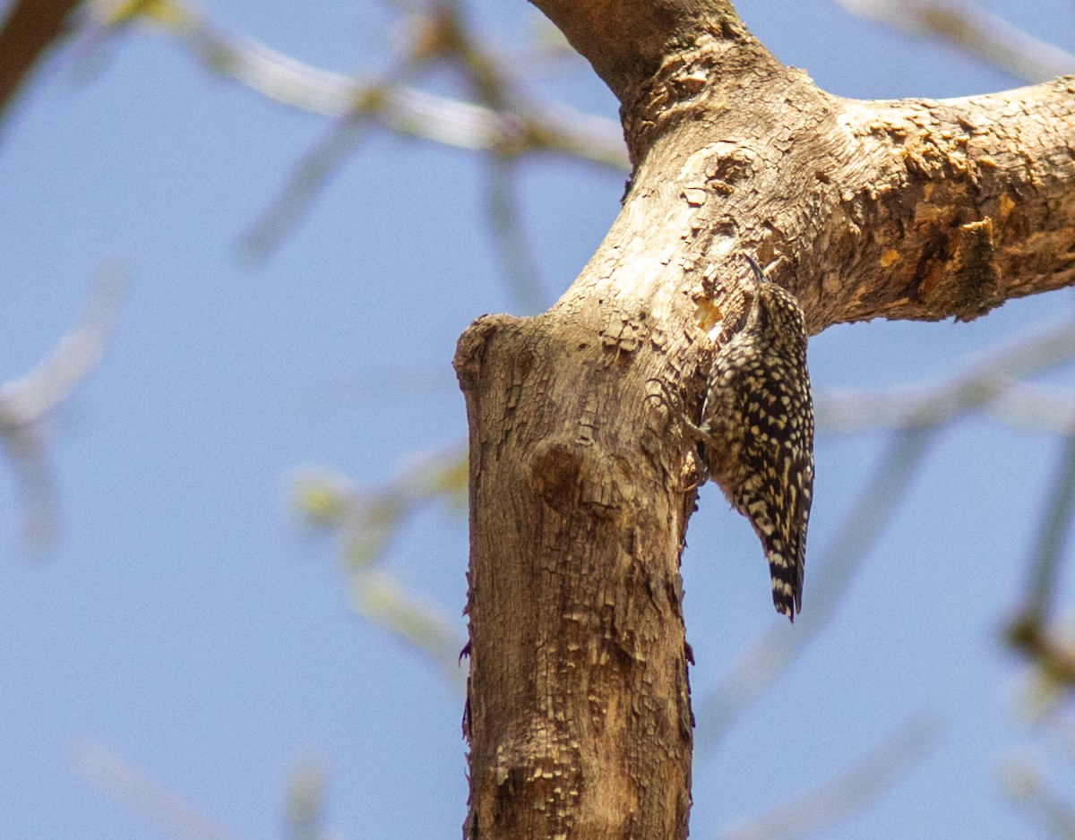 African Spotted Creeper - ML610796194