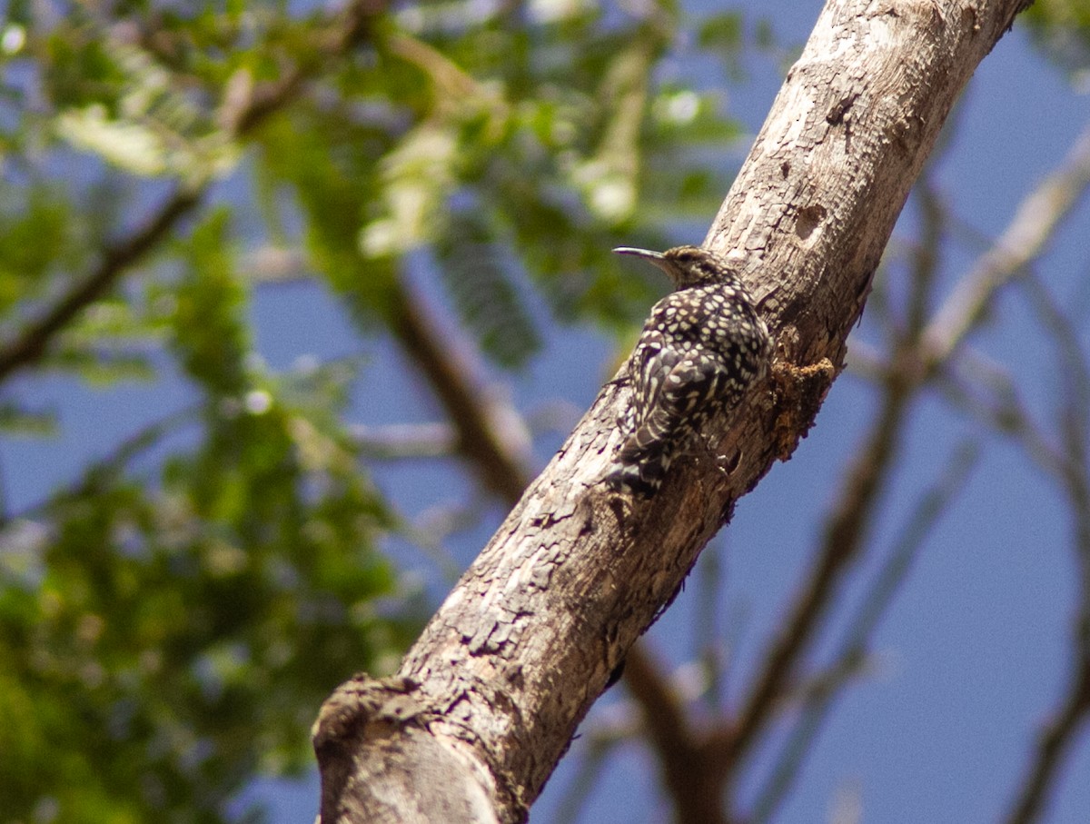 African Spotted Creeper - ML610796203