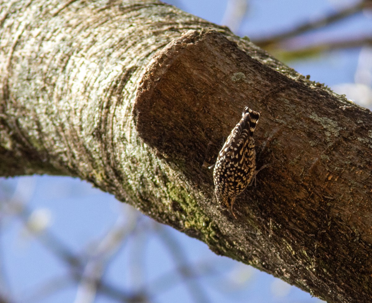 African Spotted Creeper - ML610796217