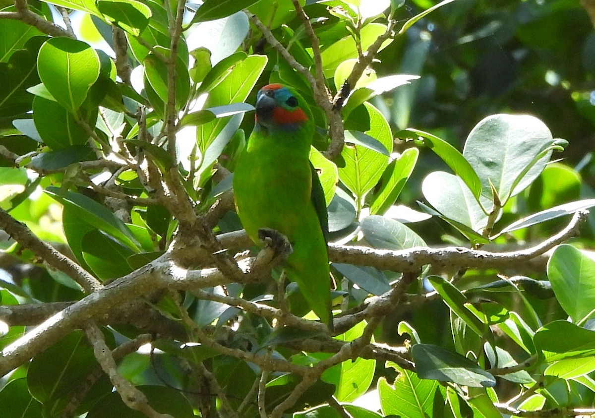 Double-eyed Fig-Parrot (Double-eyed) - ML610796294