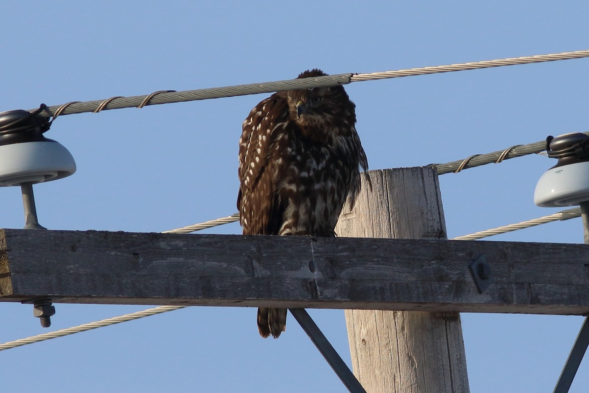 Red-tailed Hawk (Harlan's) - Anonymous eDipper