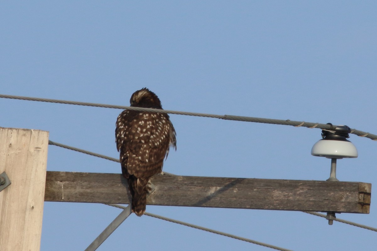 Red-tailed Hawk (Harlan's) - ML610796422