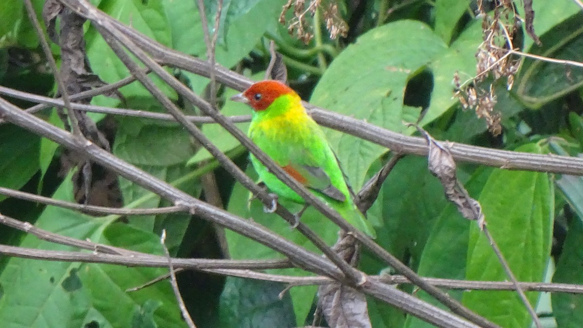 Rufous-winged Tanager - ML610796525