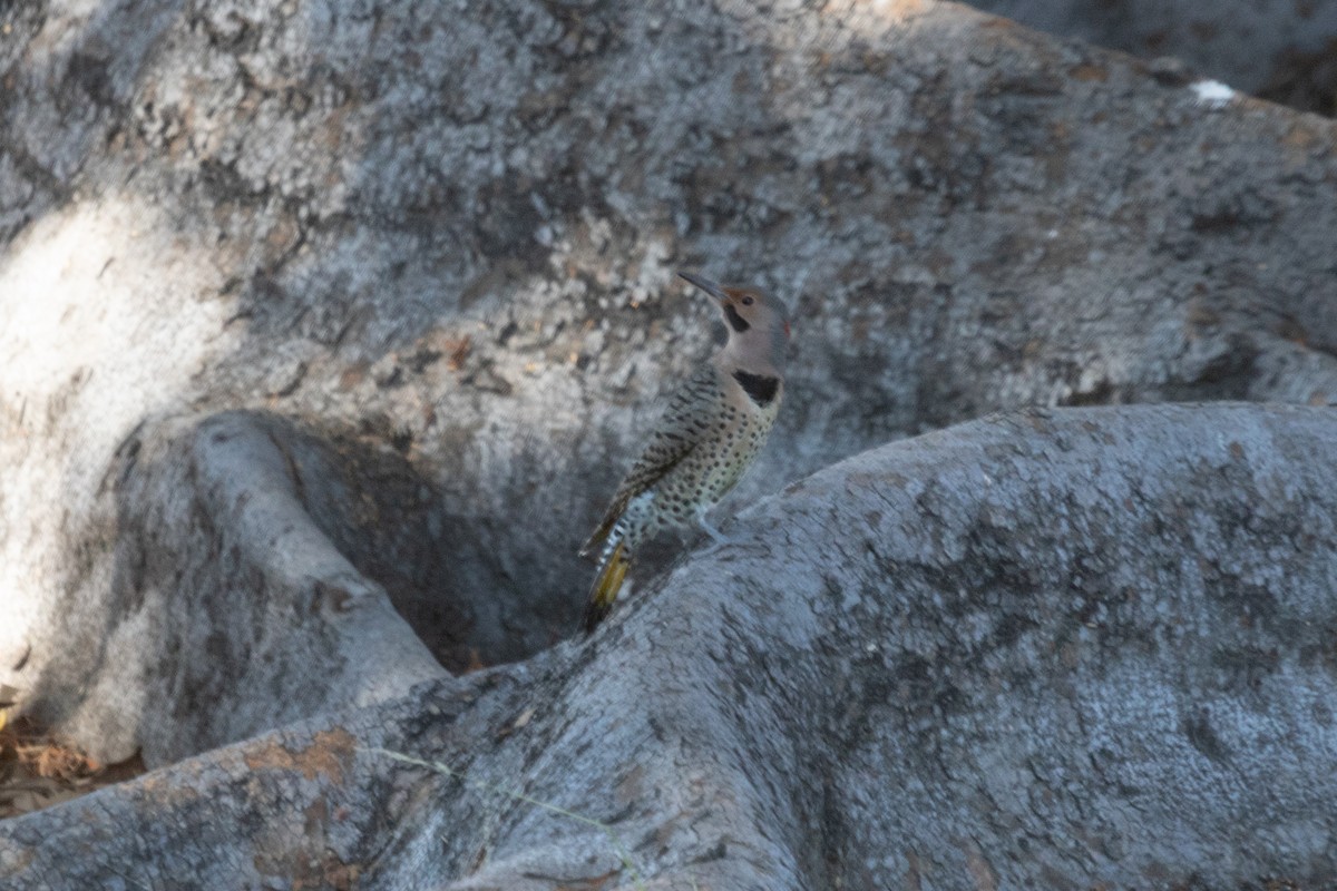 Northern Flicker (Yellow-shafted) - ML610797144