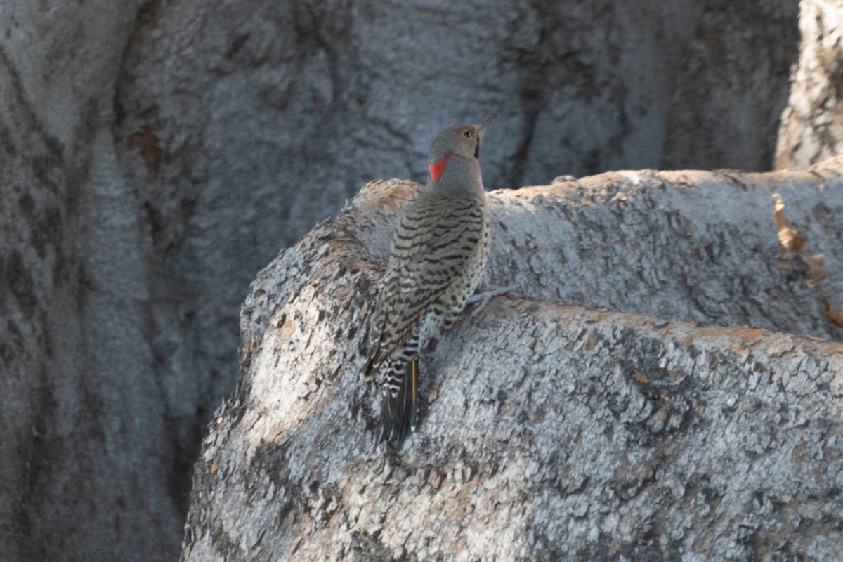 Northern Flicker (Yellow-shafted) - ML610797145