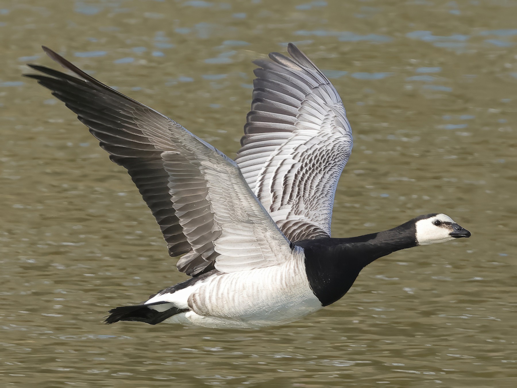 Barnacle Goose - Fabio Olmos