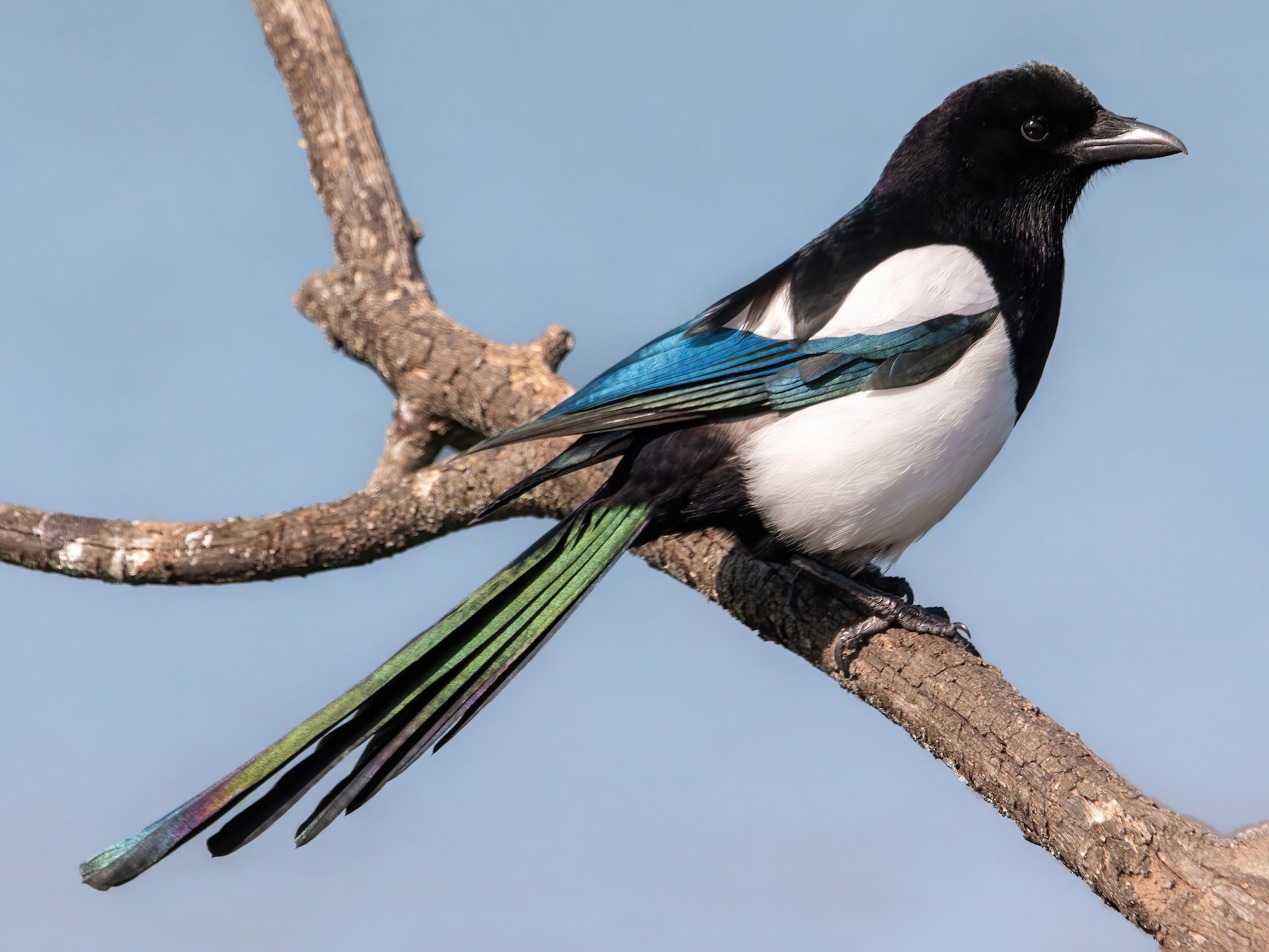 Eurasian Magpie - eBird