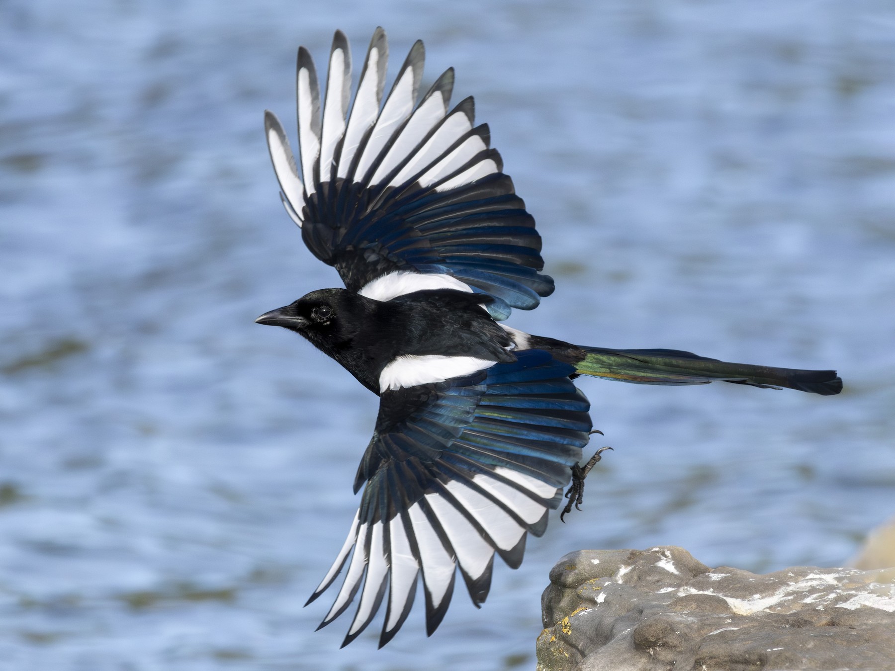 eurasian magpie nest