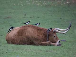 Flock - Mª Leonor Santos - ML610797566