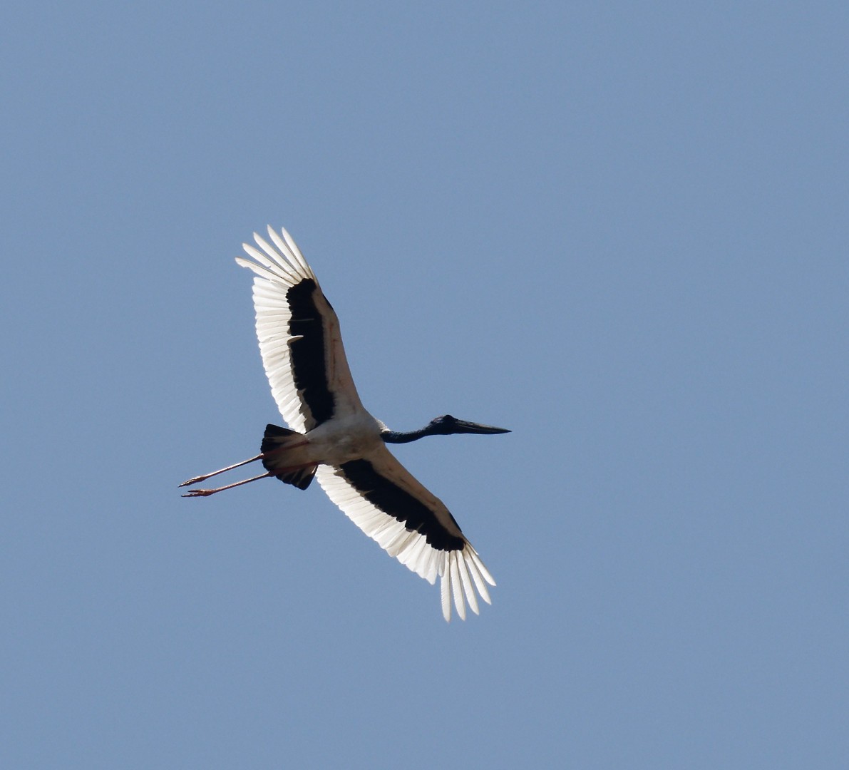 Black-necked Stork - ML610797788