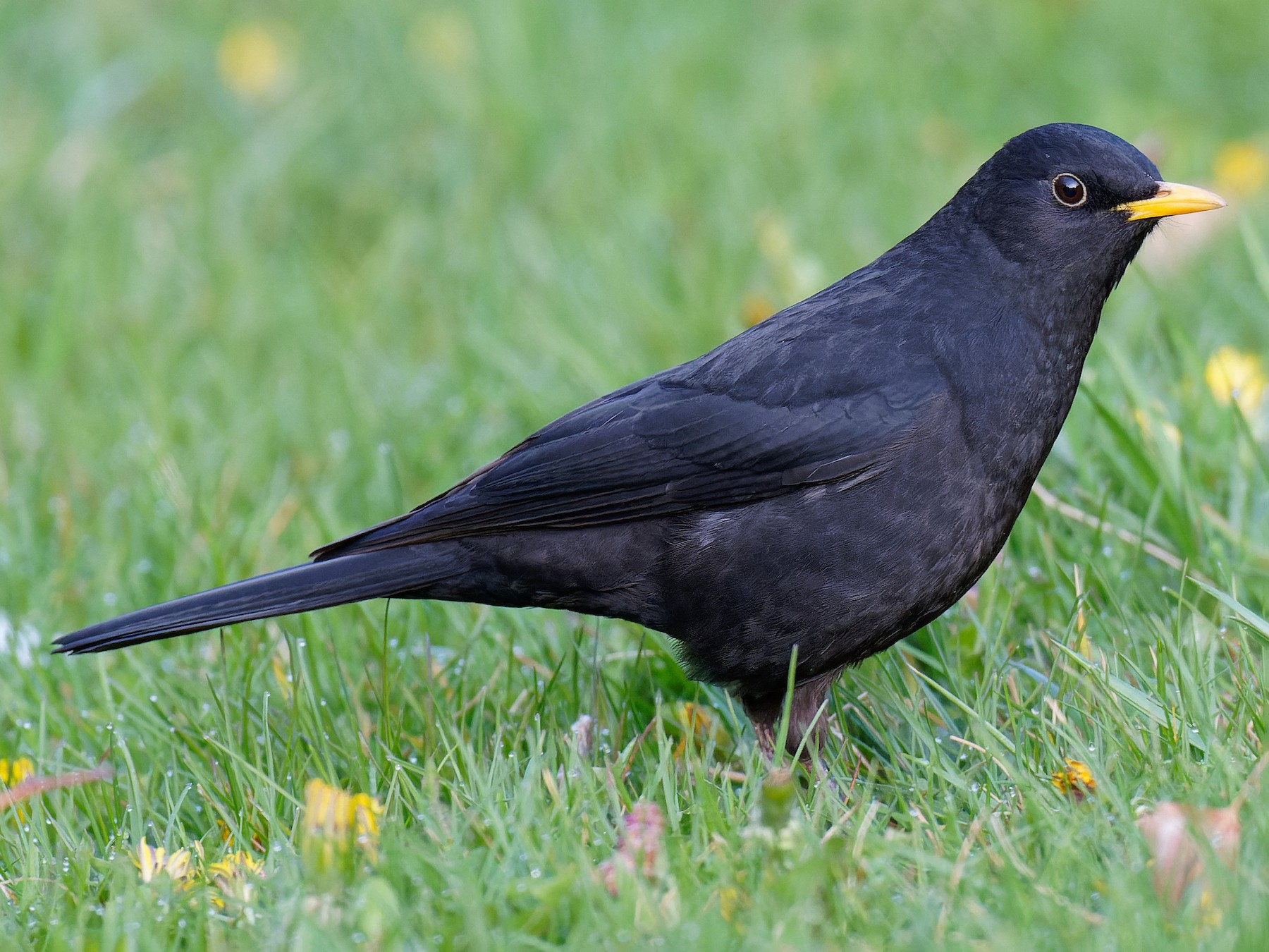 Tibetan Blackbird - eBird