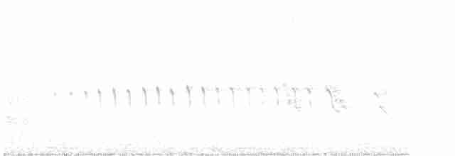 Серпокрилець білочеревий - ML610798871