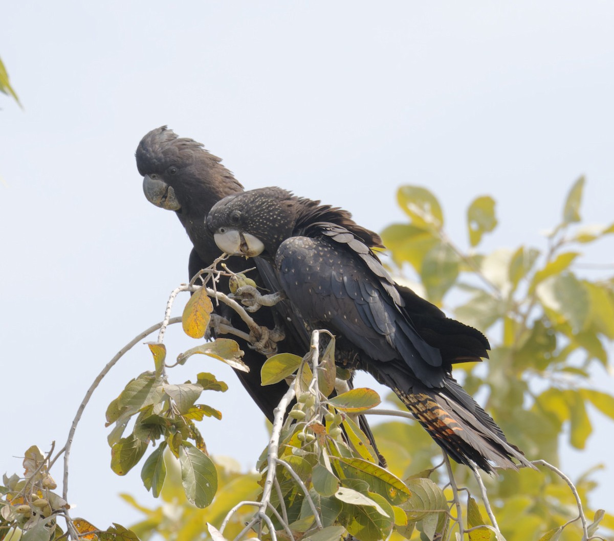 Red-tailed Black-Cockatoo - ML610798998