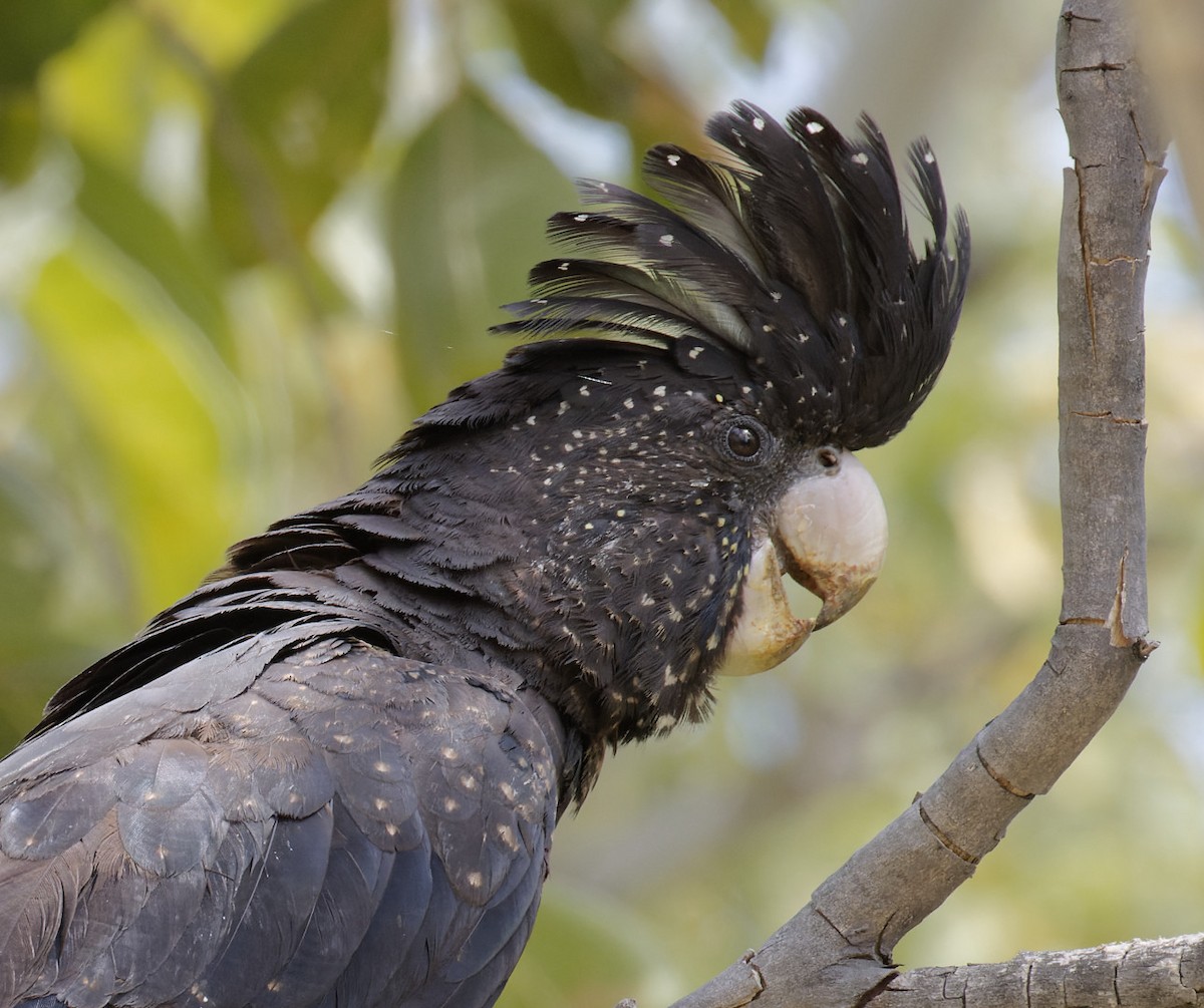 Red-tailed Black-Cockatoo - ML610798999