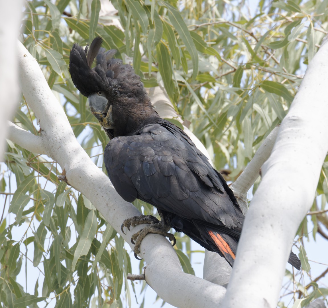Red-tailed Black-Cockatoo - ML610799000