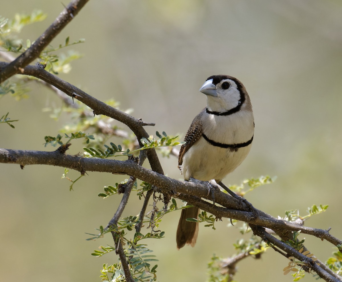 Double-barred Finch - Peter Bennet