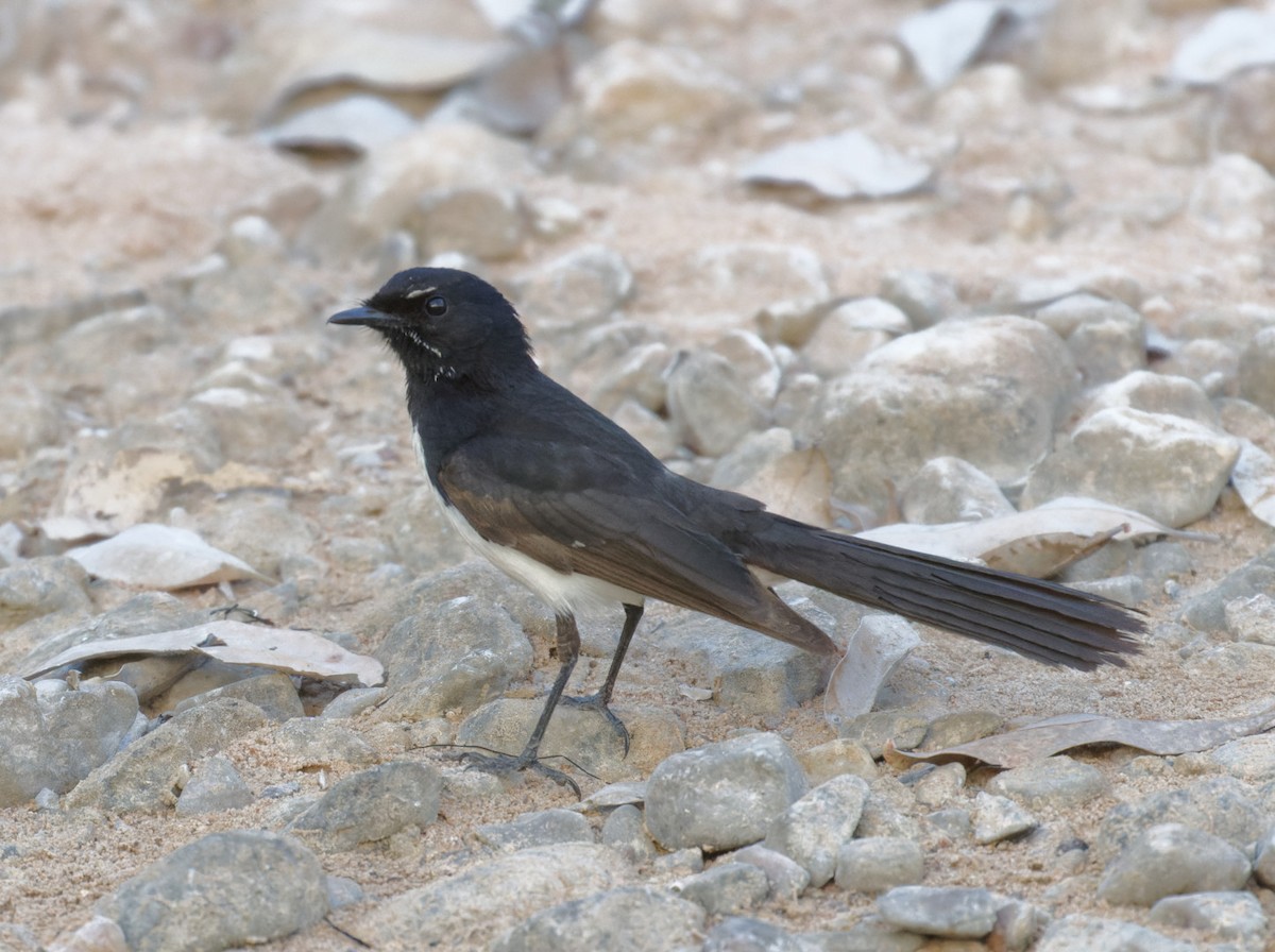 Willie-wagtail - Peter Bennet