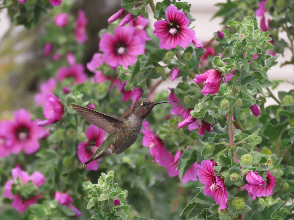 Anna's Hummingbird - ML610799275