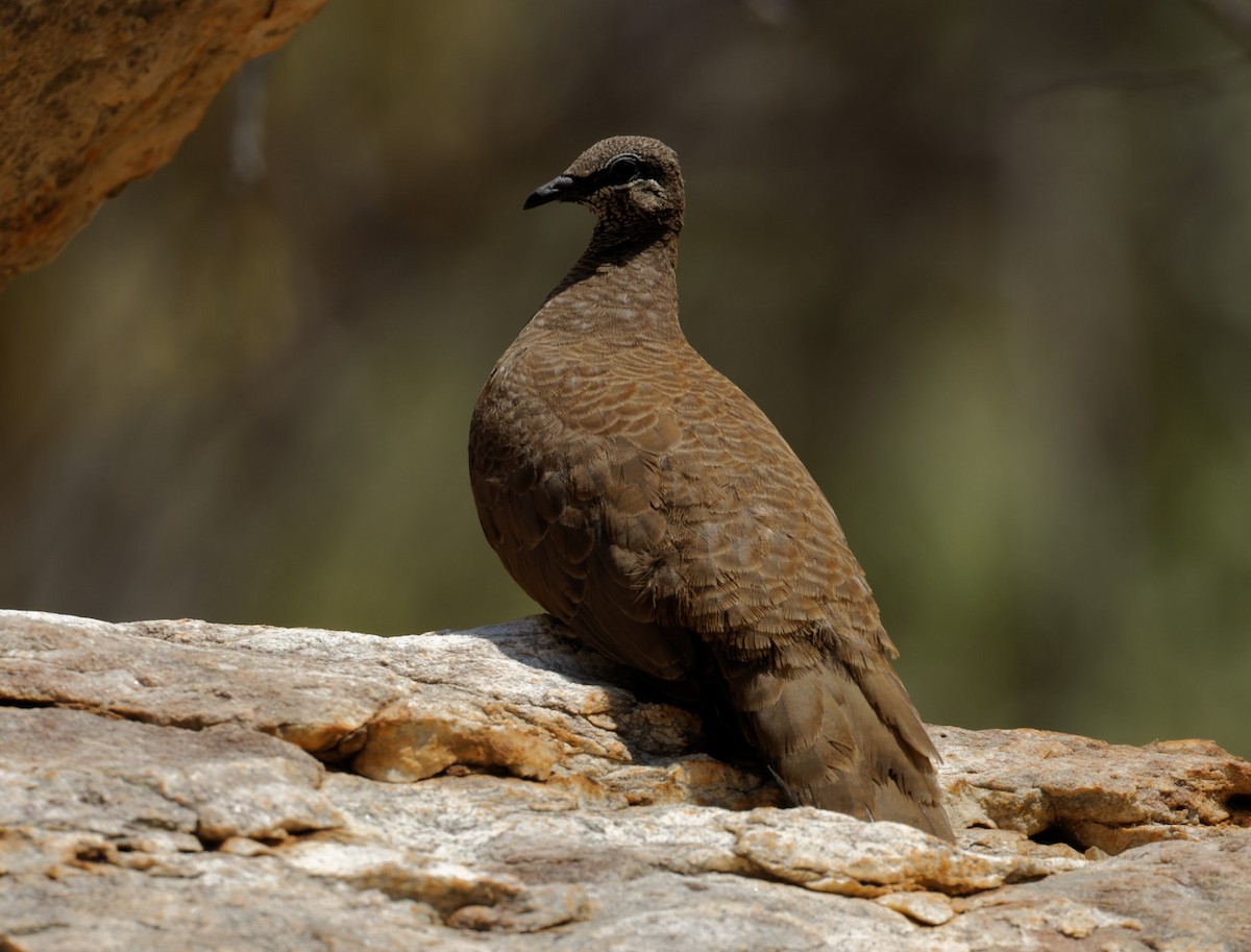 White-quilled Rock-Pigeon - Peter Bennet