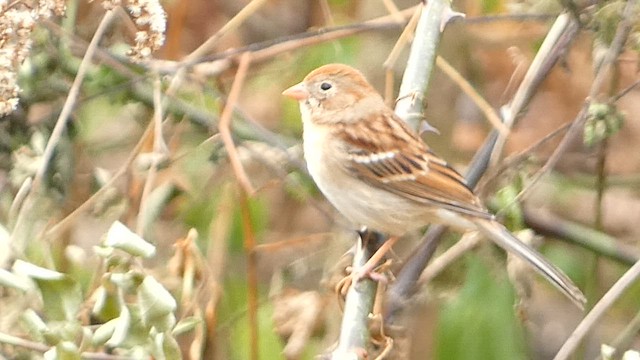 Field Sparrow - ML610799822