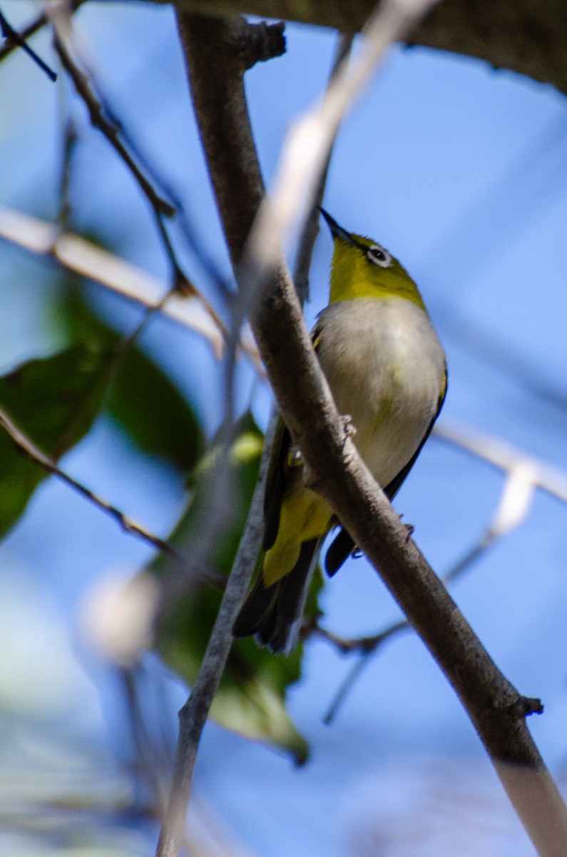 EBird Checklist 5 Nov 2023 Tijuana River Valley Bird Butterfly Garden Myers Ranch 36