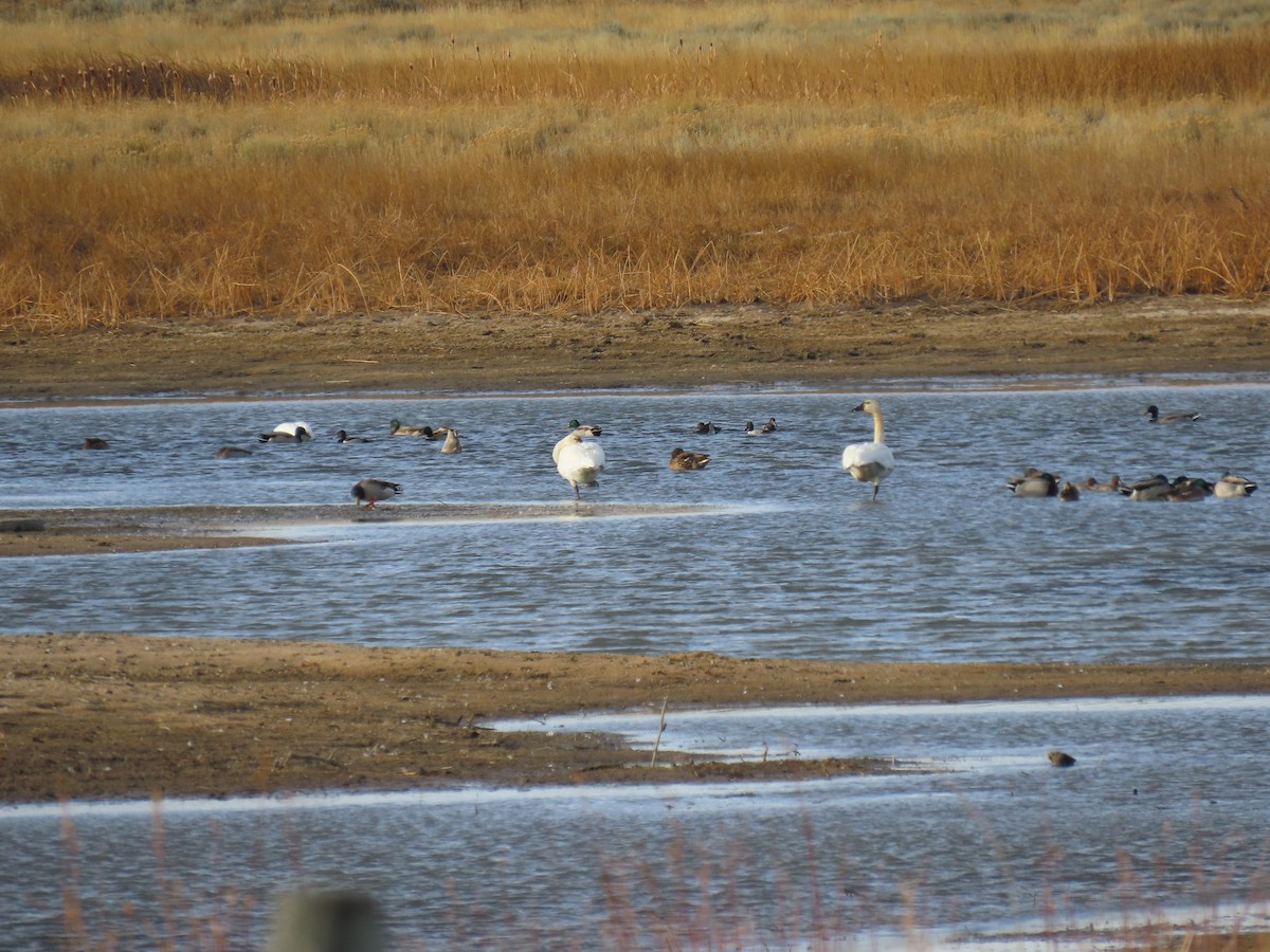 eBird Checklist - 5 Nov 2023 - Laramie Plains Lakes--Blake's Pond - 7 ...