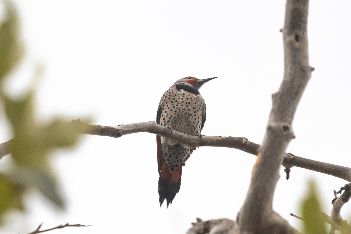 Northern Flicker (Red-shafted) - ML610800122