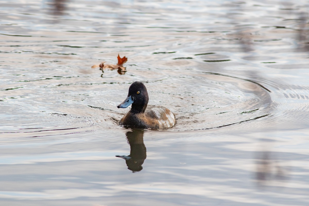 Greater Scaup - ML610800200