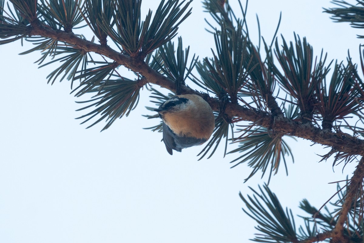 Red-breasted Nuthatch - ML610800357