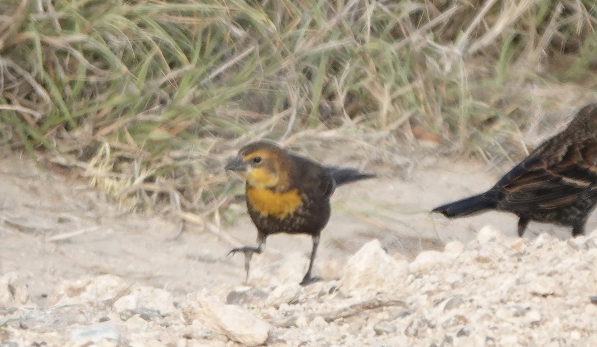 Yellow-headed Blackbird - ML610800438
