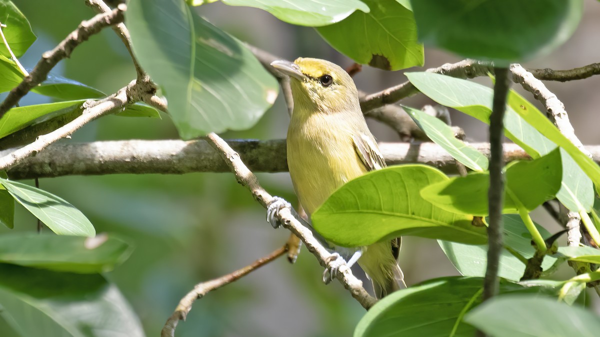 Thick-billed Vireo - ML610800571